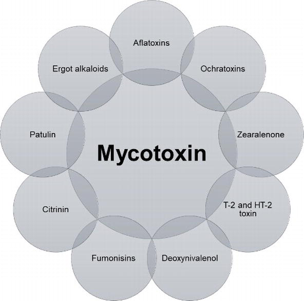 mycotoxin